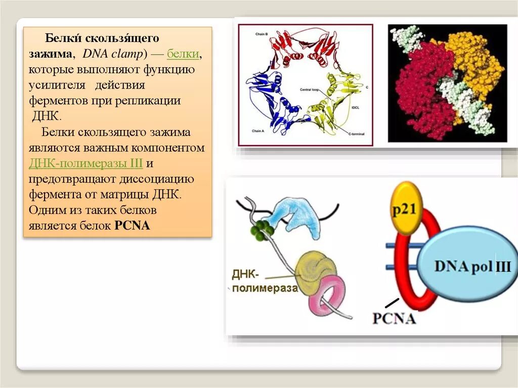 Белок скользящего зажима. Белки скользящего зажима функции. Скользящий зажим ДНК. Матричный Синтез ДНК презентация.