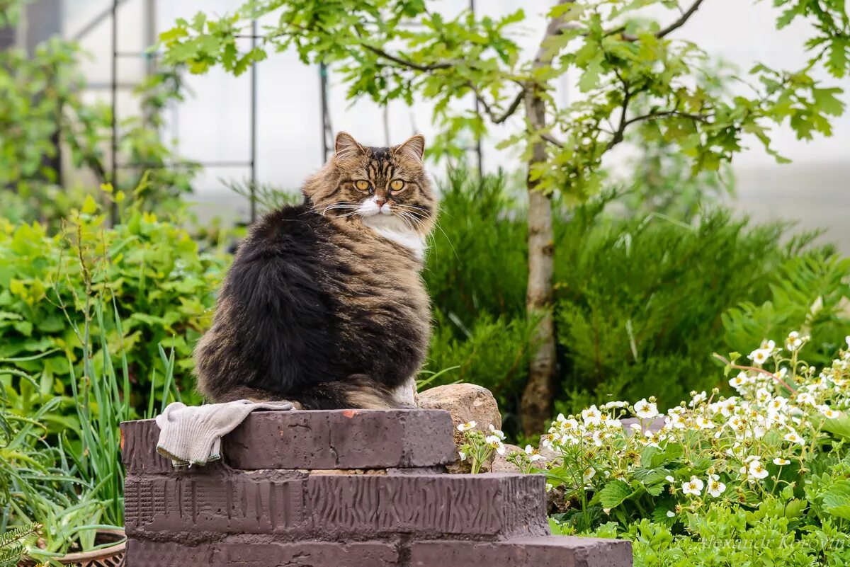 Звуки живых котов. Уличные котята. Уличный кот. Живые коты. Живые котики на памятниках.