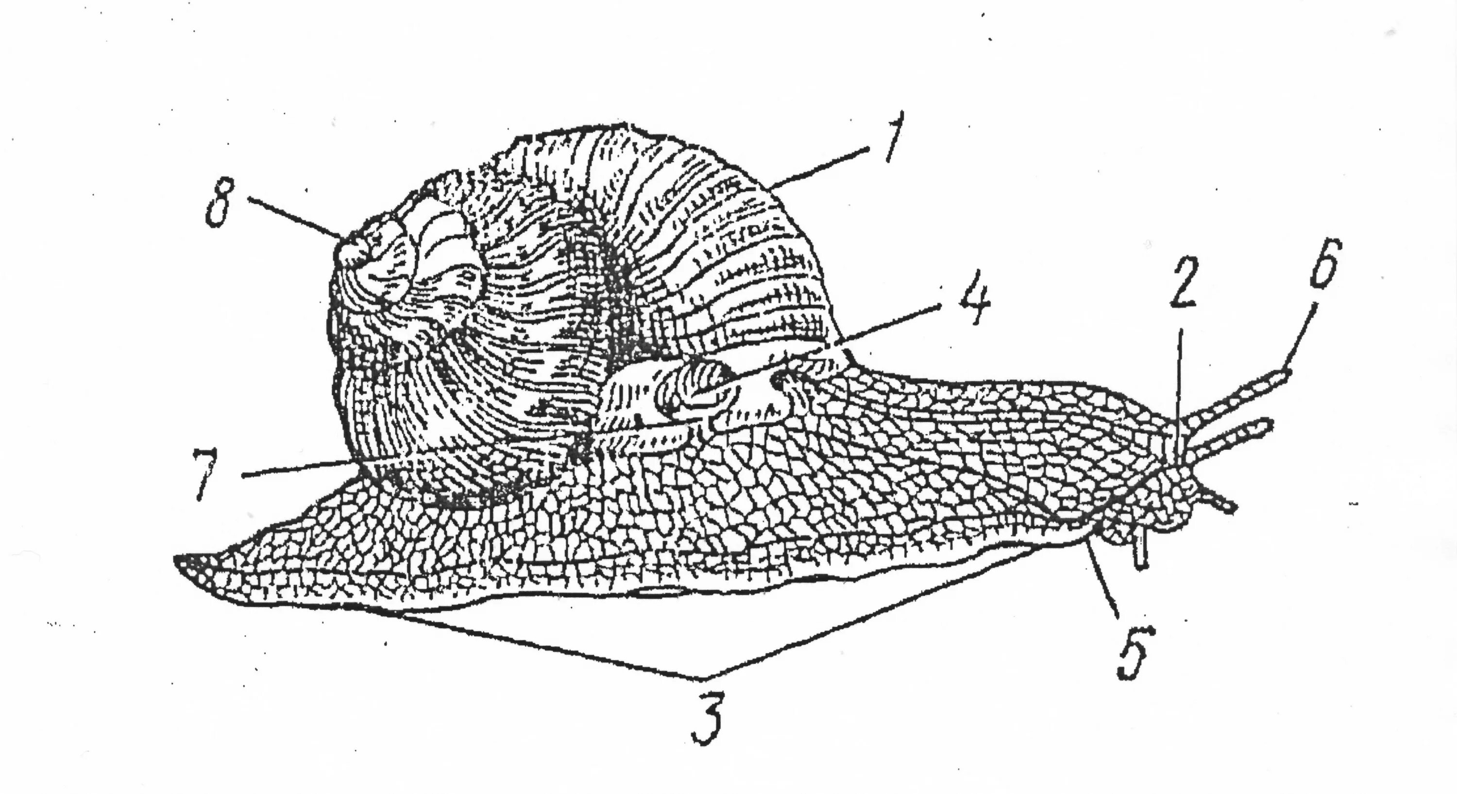 Брюхоногие моллюски строение. Брюхоногие моллюски Виноградная улитка строение. Внешнее строение виноградной улитки. Внешнее строение брюхоногих. Брюхоногие моллюски голова