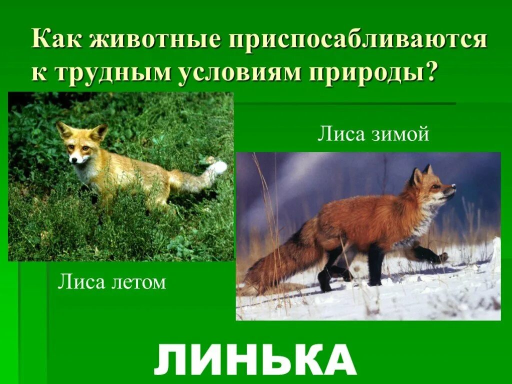 Приспособление лисы к среде обитания. Как животные приспосабливаются к среде. лиса приспособление. приспособленность лисы. лиса сезонные изменения.