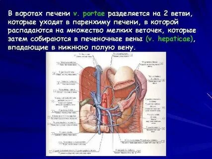 Ворота печени дифференцированы
