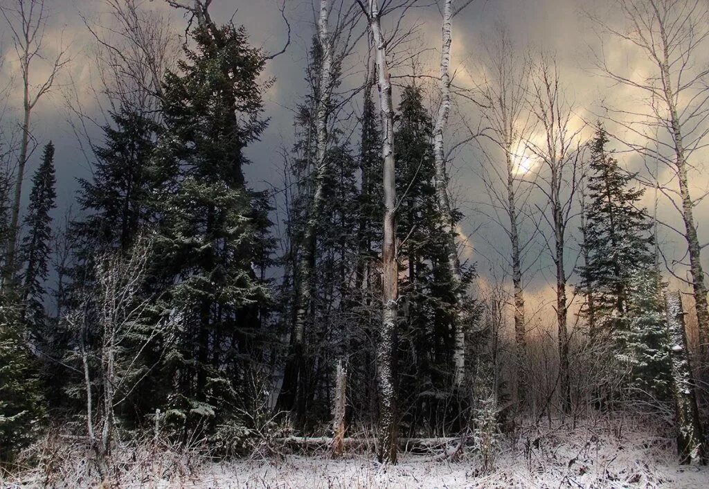 Два месяца в тайге. Два месяца в тайге. Природа тайги. Сибирская хвойная тайга. Карельская тайга.