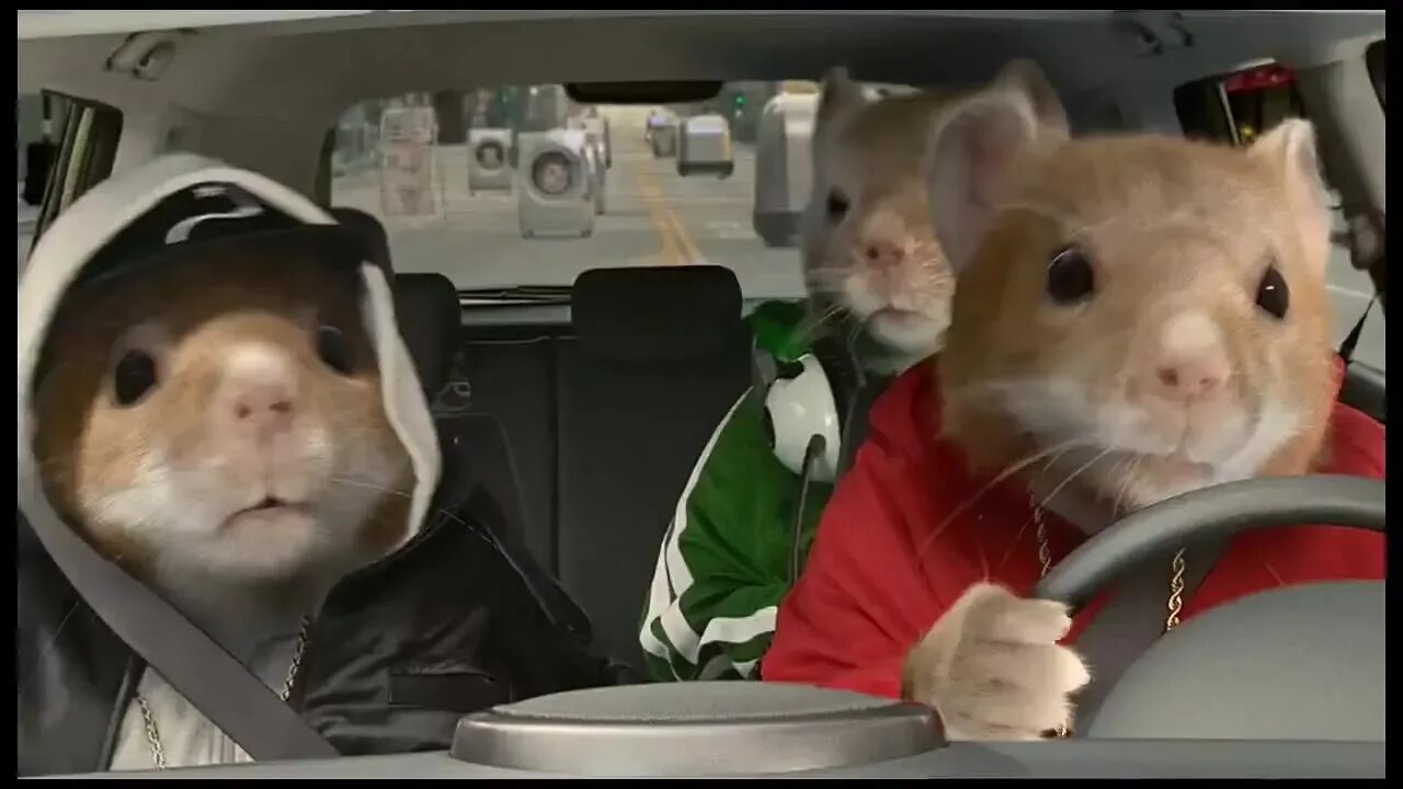 Почему не работает hamster kombat. Мемы с хомяками. Хомяк в инвестициях. Почему не работает hamster kombat. Хомяк работает.