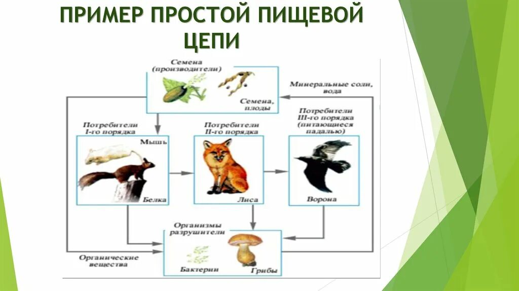 Составьте 3 5 пищевых цепей. Пищевая цепь в природе 5 класс биология. Как составить пищевую цепочку. Как составляется пищевая цепь. Основные компоненты пищевой цепи.