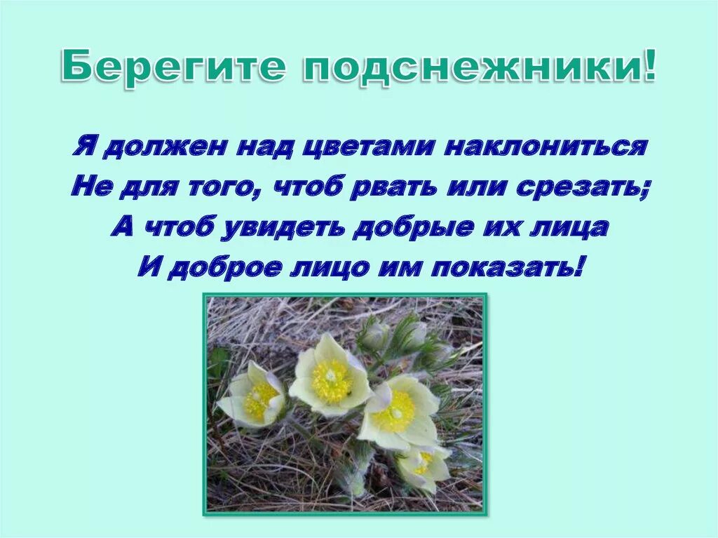 Надо ли срывать. Раннецветущие растения Подснежник. Берегите подснежники. Первоцветы для детей. День подснежника.