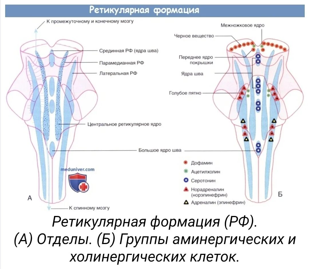 Ядра ретикулярной формации продолговатого мозга. Ядра шва ретикулярная формация. Ядра ретикулярной формации средний мозг. Ядра ретикулярной формации (продолговатого мозга и моста).