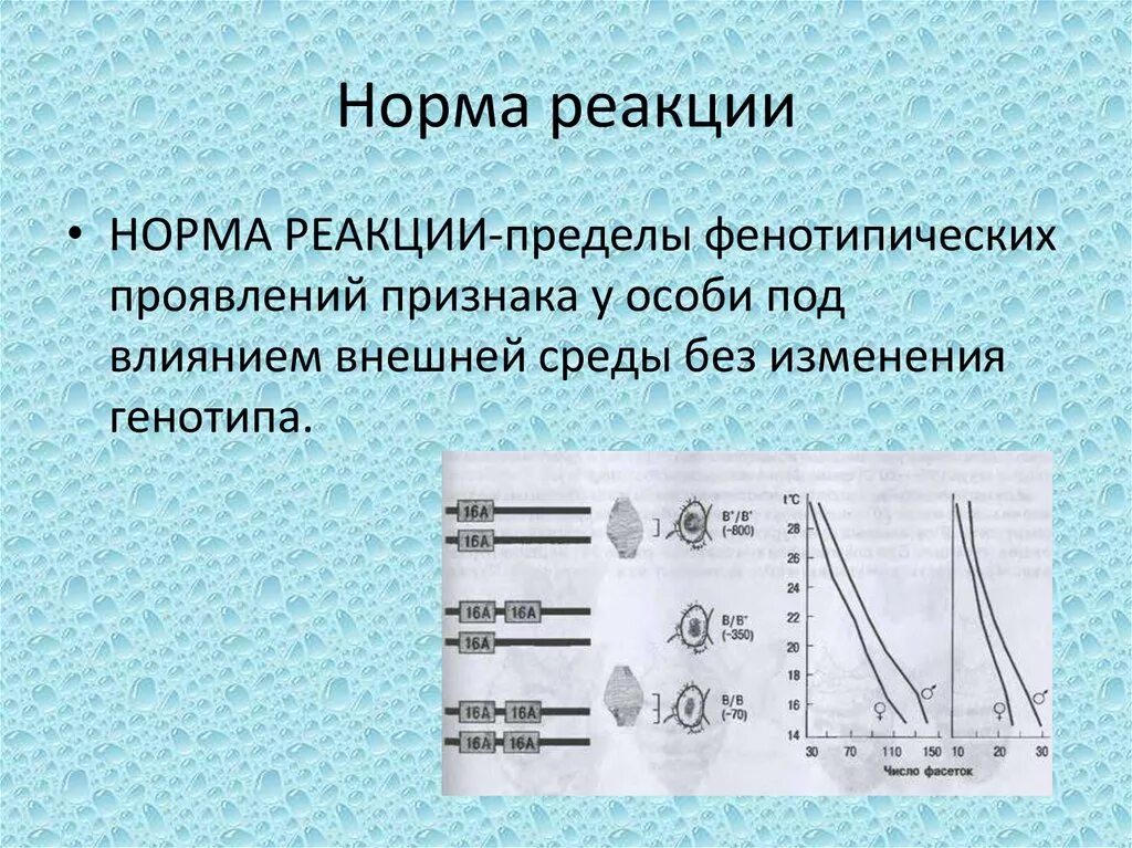 1 изменение в пределах нормы реакции. Норма реакции. Норма реакции это в биологии. Норма реакции признака пределы. Норма реакции примеры.