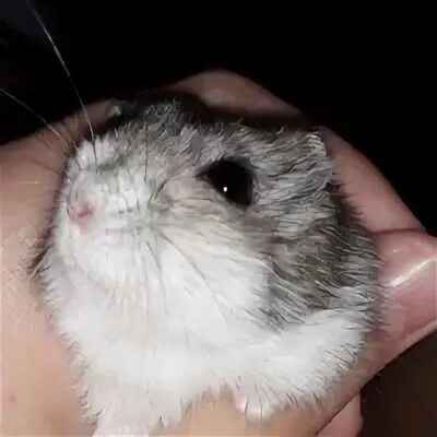 Hamster 20 августа