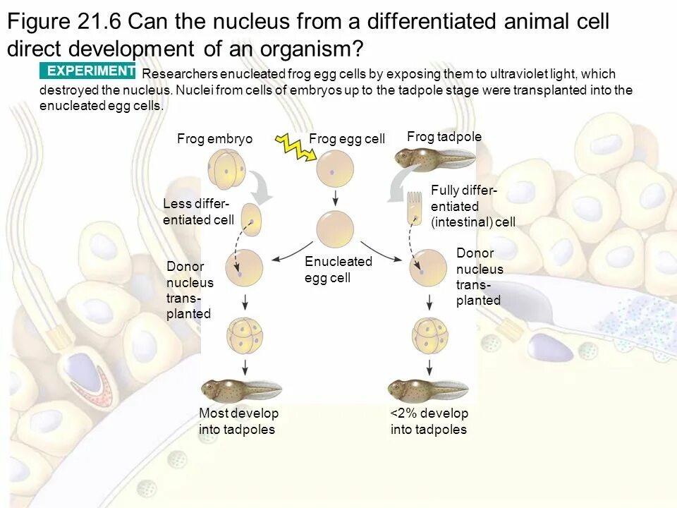 Direction of development. Directed cell differentiation. development of organisms. directed cell differentiation with sirna. development of the frogs egg книга.