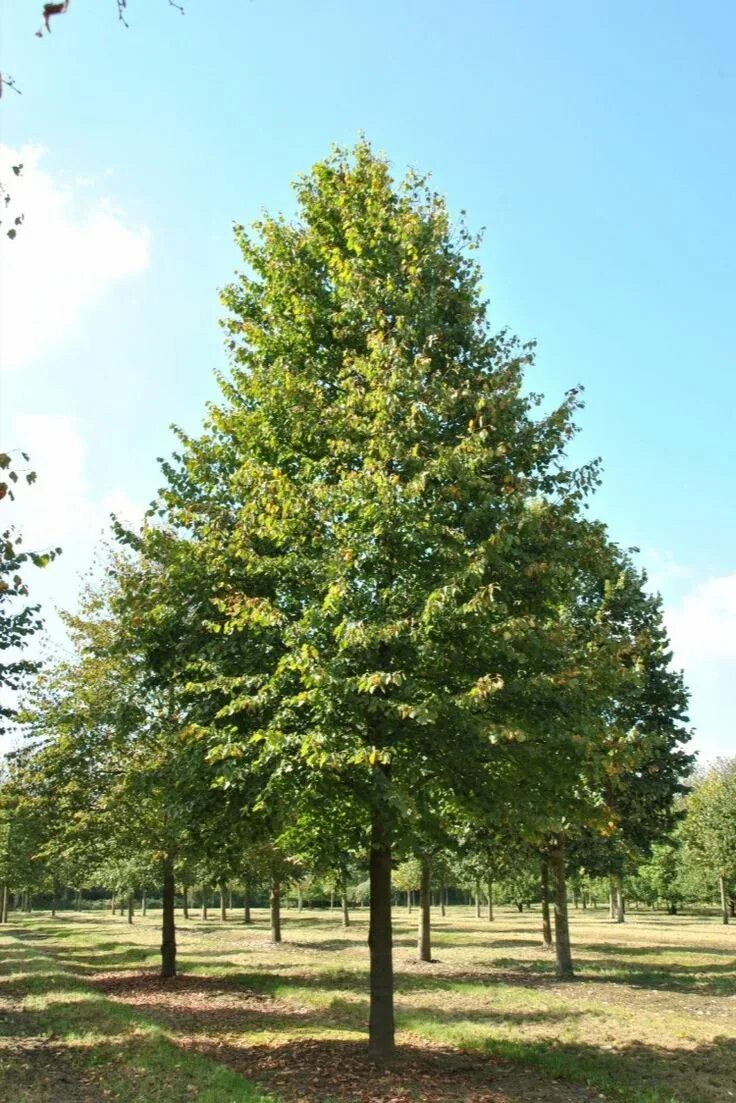 Tilia 30. Tilia 30. Tilia 30. Tilia 30. Tilia 30.