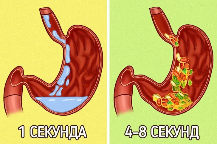 Попадание пищи в пищевод. Из желудка пища попадает в пищевод. Изменение пищи в желудке.