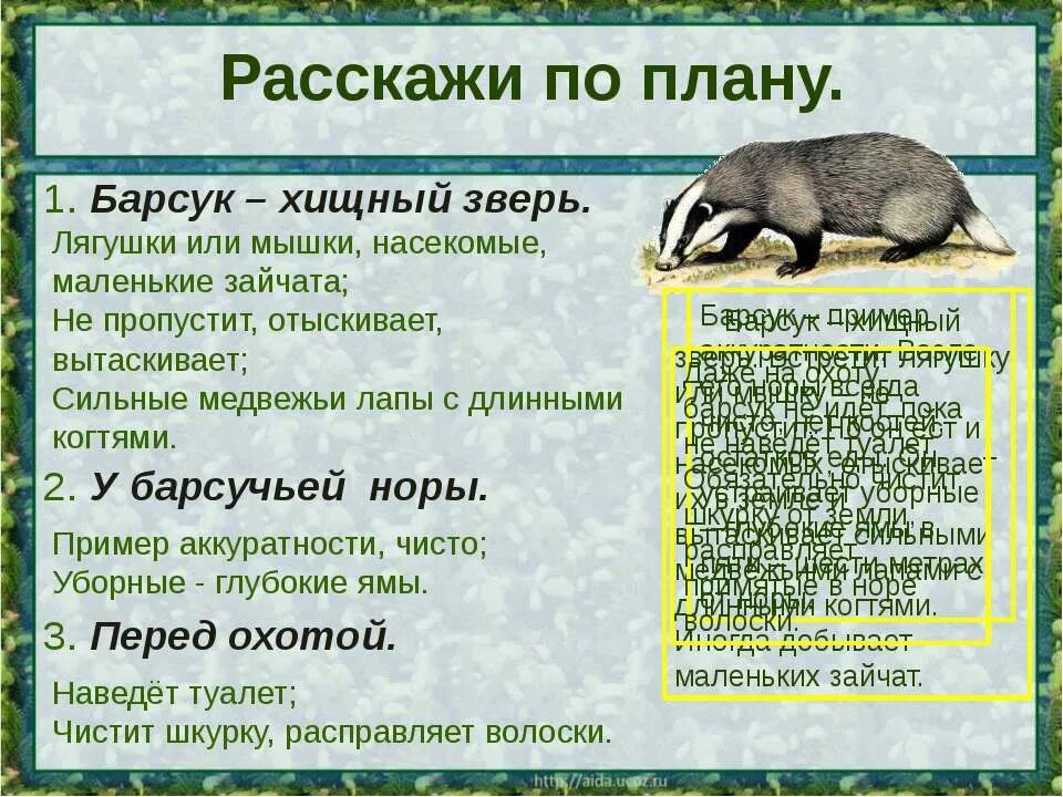 Рассказ барсучий нос 3 класс литературное чтение. План барсук 3 класс. Краткая информация о Барсуке. Текст описание про барсука. План текста барсучий нос.