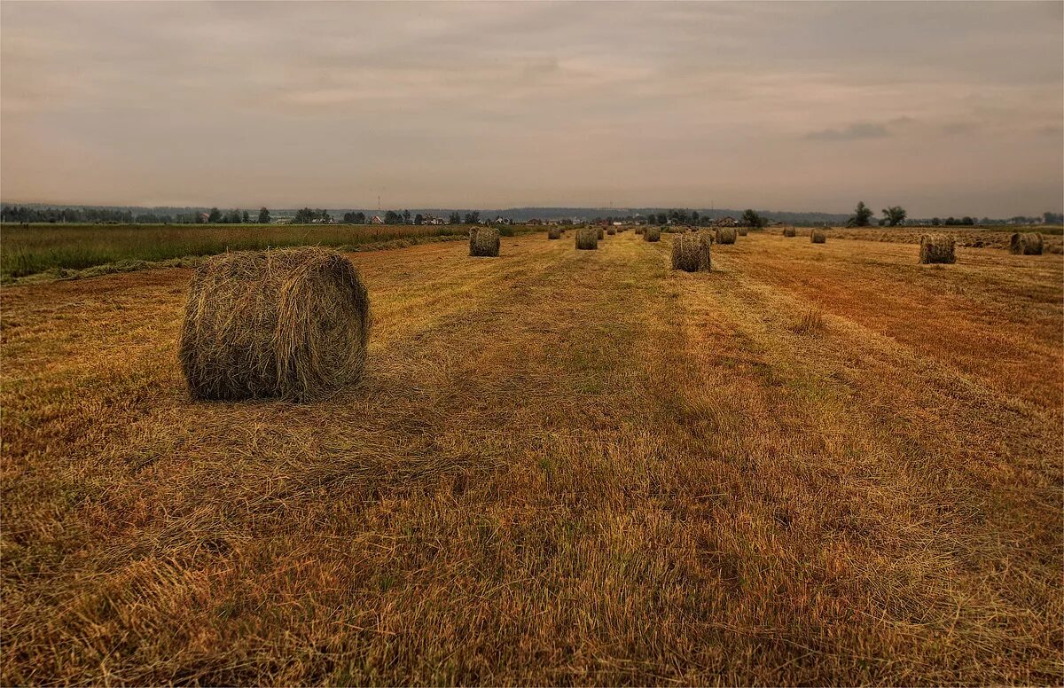Скирда сноп. Скирда сена на Украине. Заросшее поле Белгород. Поле с копнами сена.