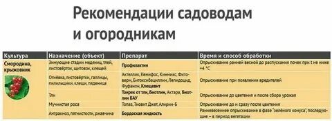 Опрыскивание смородины осенью железным купоросом