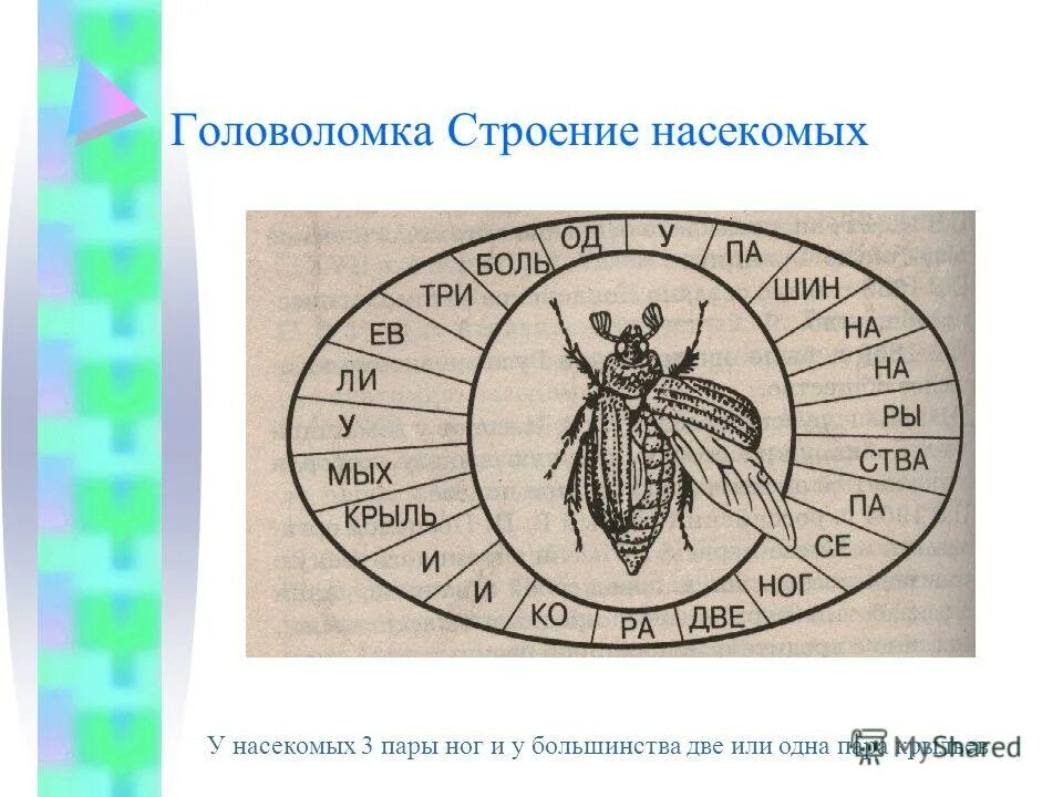 брюшко майского жука строение. три пары конечностей у. у большинства насекомых три пары крыльев. внешнее строение насекомых майский жук 7 класс. строение крыла насекомых.