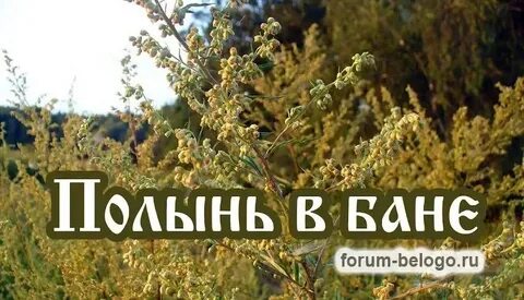 Полынь в бане