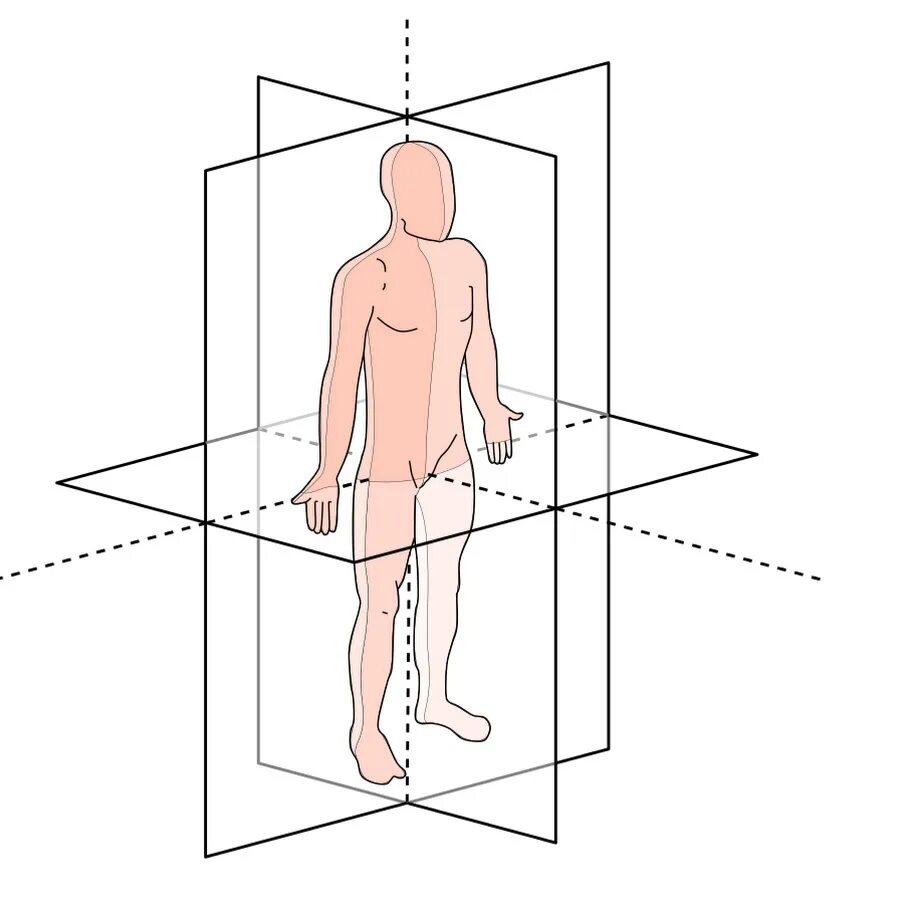 Тело скопировать. Фронтальная плоскость и сагиттальная плоскость. Схема осей и плоскостей в теле человека. Оси и плоскости в анатомии. Плоскости и оси тела человека в анатомии.