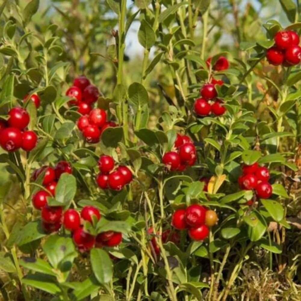 Mountain Cranberry. Cowberry. Red whortleberry. Луп брусничник картинки.