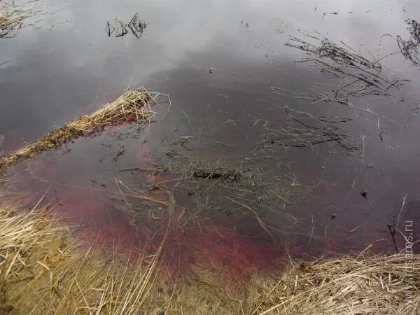 Река яуза мытищи. Река вонючая. Река озерейка новороссийск. Река мысхако. Вонючая река.