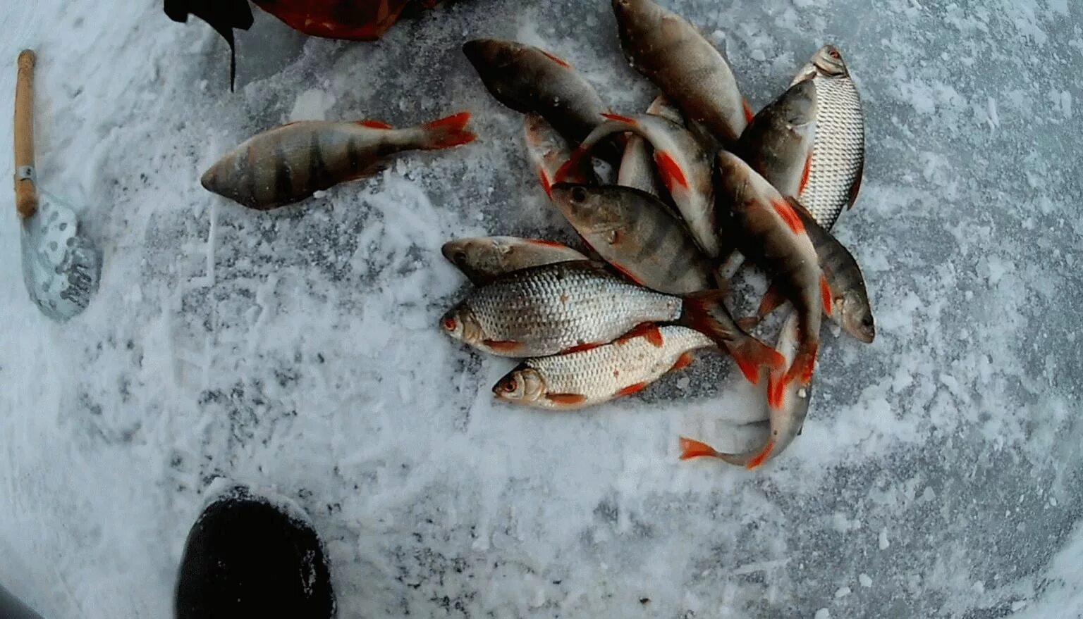 Рыбалка на Белоярском водохранилище. Белоярское озеро. Рыбалка на Белоярском водохранилище 2023. Рыбалка зимняя отчеты о рыбалке е1. Прогноз клева белоярский свердловская