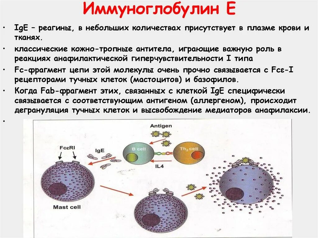 Иммуноглобулин е 25,8. IGE структура. Иммуноглобулины типа e (IGE). Иммуноглобулин е функции. Иммуноглобулин е 10