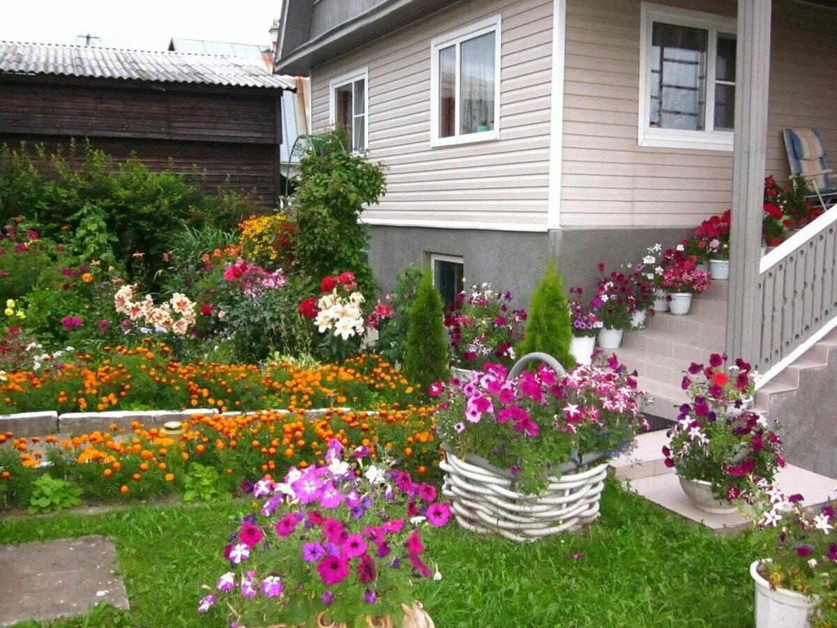 Какие цветы посадить возле дома. Космея Бабушкин палисадник. Бабушкин палисадник клумба палисадник. Деревня двор огород палисадник.