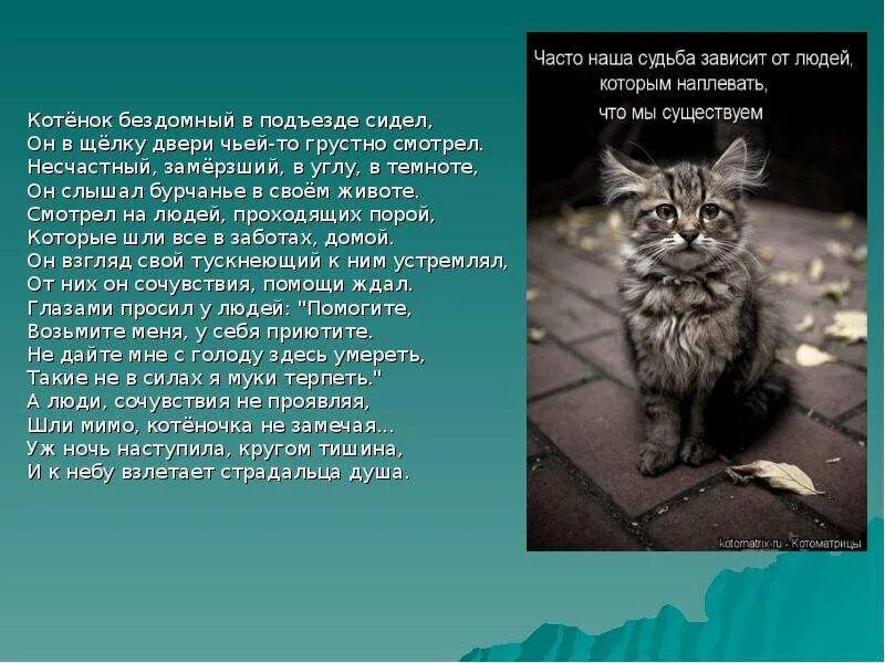 Стих бомжа. Стих про бездомного котенка. Котёнок Бездомный в подъезде сидел. Рассказ о бездомном коте. Рассказ про бездомного котенка.