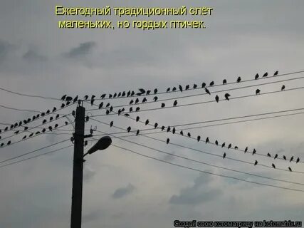 Маленькие но гордые
