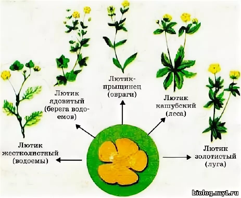 Черты сходства двух растений одного рода. Экологическое видообразование Лютик. Лютик едкий экологическое видообразование. Разные виды растений одного рода.