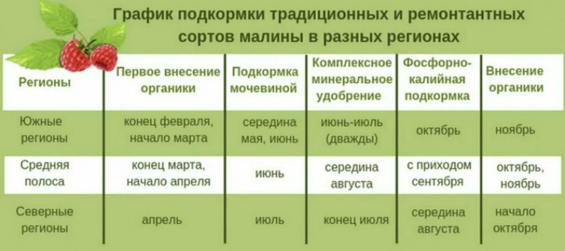 Обработка и подкормка малины весной