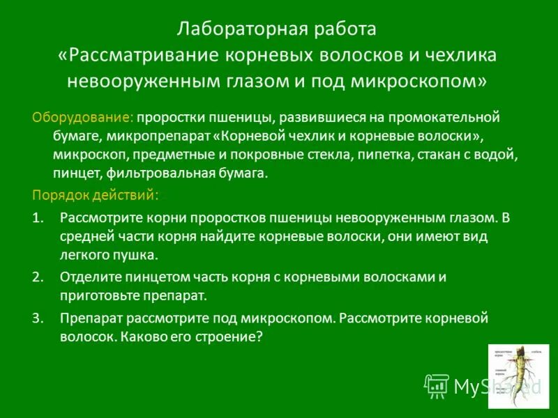 Лабораторная работа строение корня 6 класс. Лабораторная работа корневой чехлик. лабораторная работа корневой чехлик и корневые волоски. лабораторная работа корень. лабораторная работа по биологии корневой чехлик и корневые волоски.