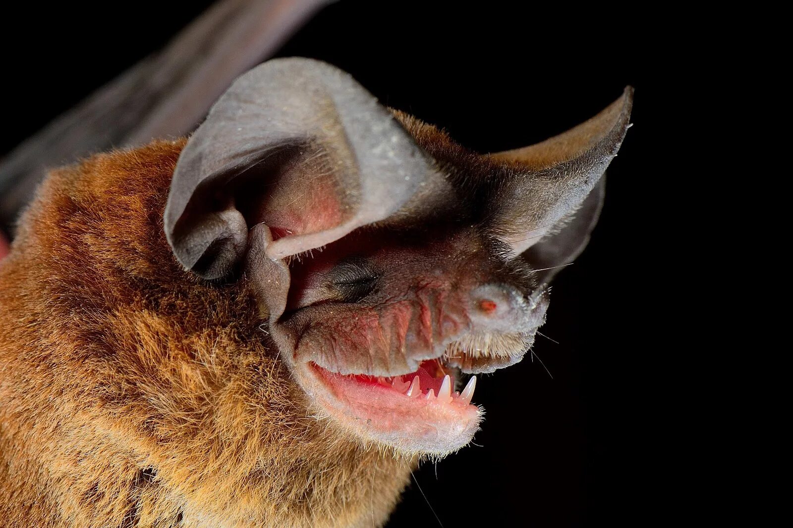 Летучая мышь во сне. Летучая мышь без глаз. Ночница усатая байкальская. Свиноносая летучая мышь. Свиноносая летучая мышь и человек.