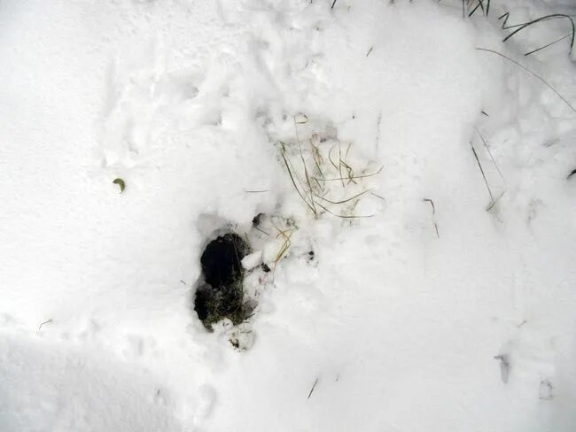Следы енотовидной собаки на снегу. Экскременты енотовидной собаки.