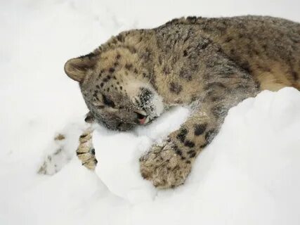 Животные спящие зимой