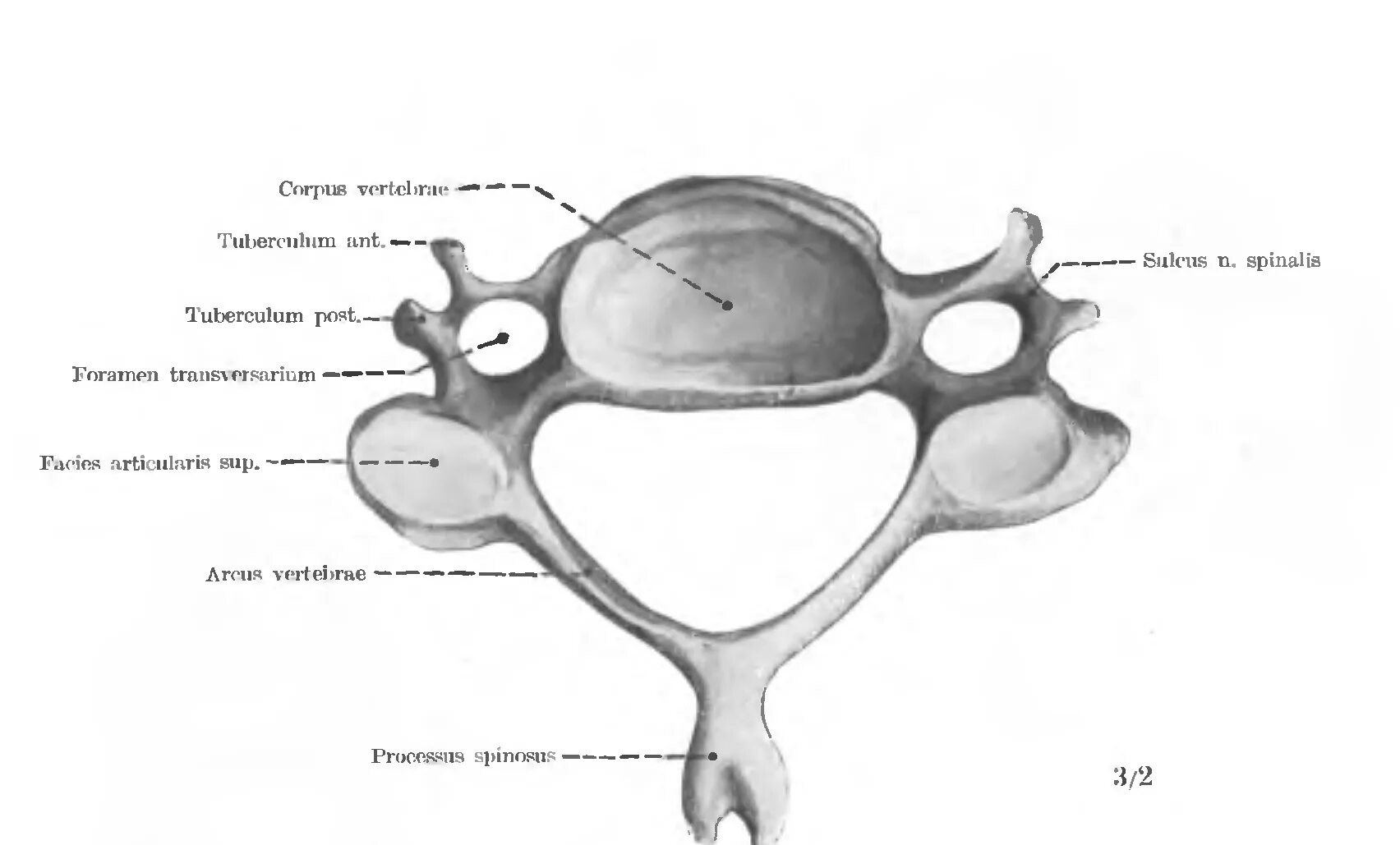 5 Шейный позвонок строение. 6 Шейный позвонок анатомия. Третий шейный позвонок строение. Шейный позвонок вид сверху. Характерные признаки шейного позвонка