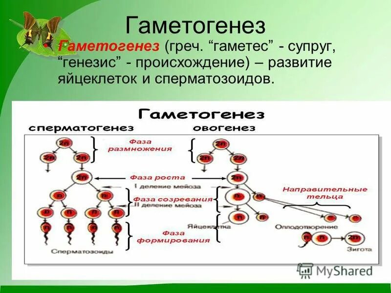 Типы гаметогенеза. Образование половых клеток гаметогенез. Стадии развития гаметы в гаметогенезе. Образование половых клеток гаметогенез таблица. Фазы гаметогенеза кратко.