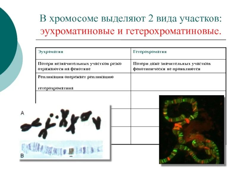 Эухроматиновые участки хромосом это. Эухроматиновые и Гетерохроматиновые участки хромосом. Эухроматиновые участки хромосом содержат. Гетерохроматиновые участки хромосом это. Участки хромосом называют