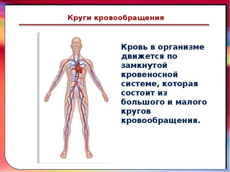 Кровеносная система человека доставляет лекарственные впр. Органы кровообращения 3 класс. Кровеносная система 3 класс окружающий мир. Кровеносная система человека 3 класс окружающий мир презентация. Система кровообращения человека 4 класс окружающий мир.