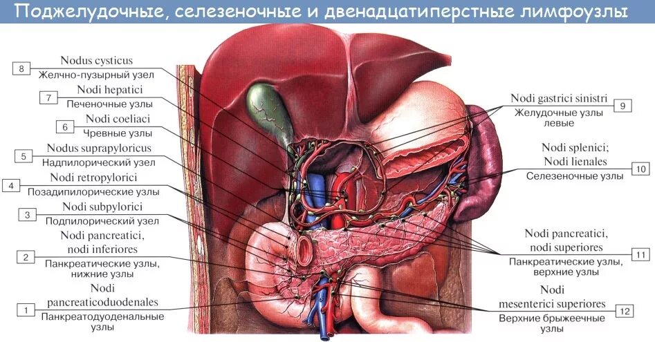 Какие железы расположены в брюшной полости. Верхние брыжеечные лимфатические узлы. Лимфоузлы брюшной полости анатомия. Желудочно сальниковые лимфатические узлы. Лимфатическая система брюшной полости схема.