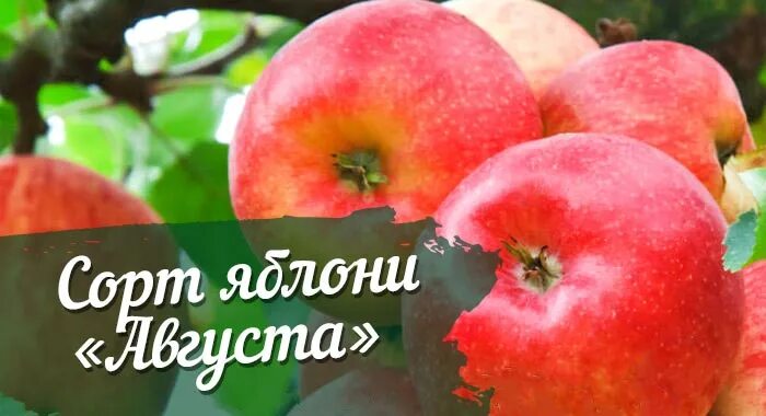 Яблоня августа описание сорта. Яблоня августовское. августа сорт яблок. яблоня сорт августа. яблоня августа описание.