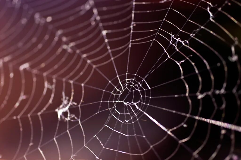 Spiders thread