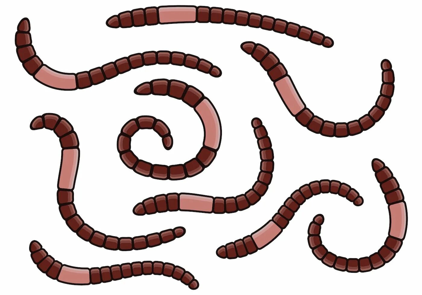 Новые черви. Фрагментация дождевого червя. Червь на белом фоне.
