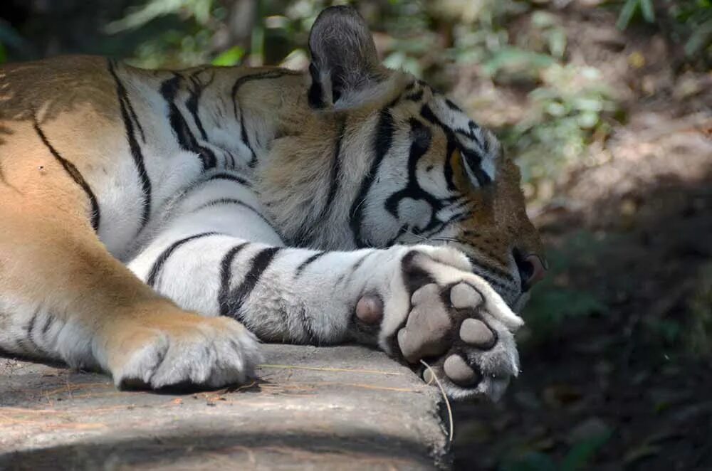 Когти тигра. Tiger feet. Есть ли у тигра ступни. Фотошторы кошачьи лапы. Тигр 500 x 500.