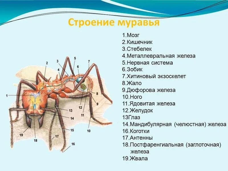 В кости есть мозг. Внутреннее строение муравьев. Строение тела муравьев. Внутренне строение муравьев. Внутреннее строение муравья.