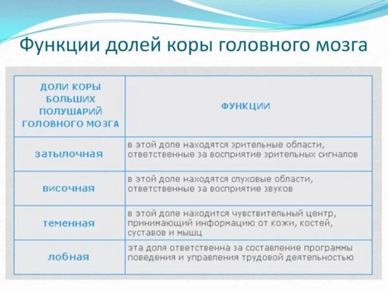 Большие полушария функции таблица. Функции долей коры головного мозга таблица. Функции долей коры головного мозга. Доли больших полушарий головного мозга таблица.