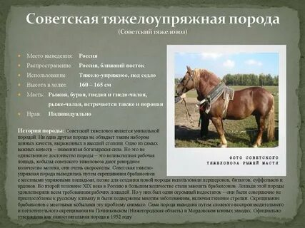 Какое лакомство герой рассказа носил лошадям