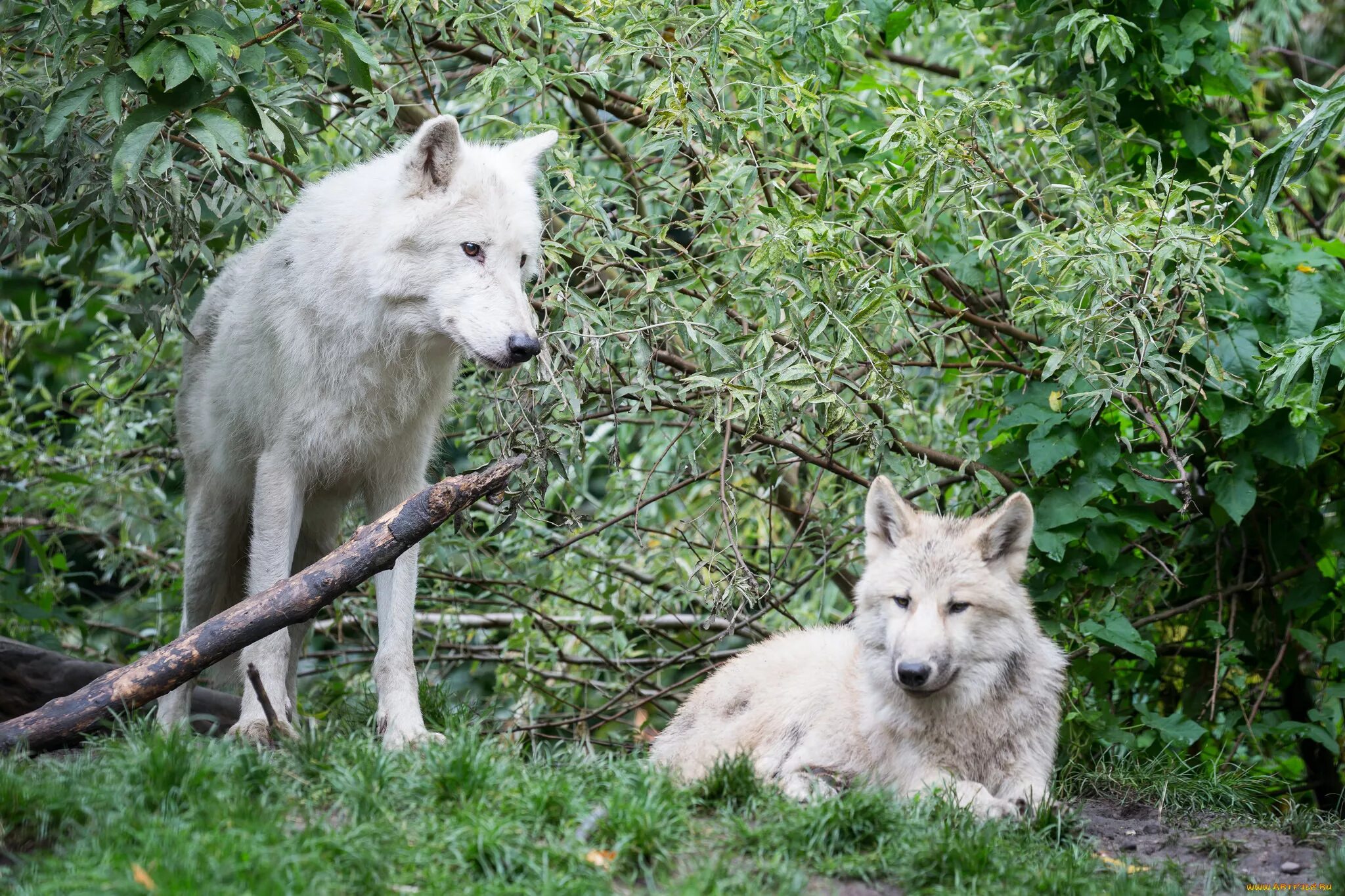 Let's be rational. Attack on small dog in woods not cause to delist gray wolves.
