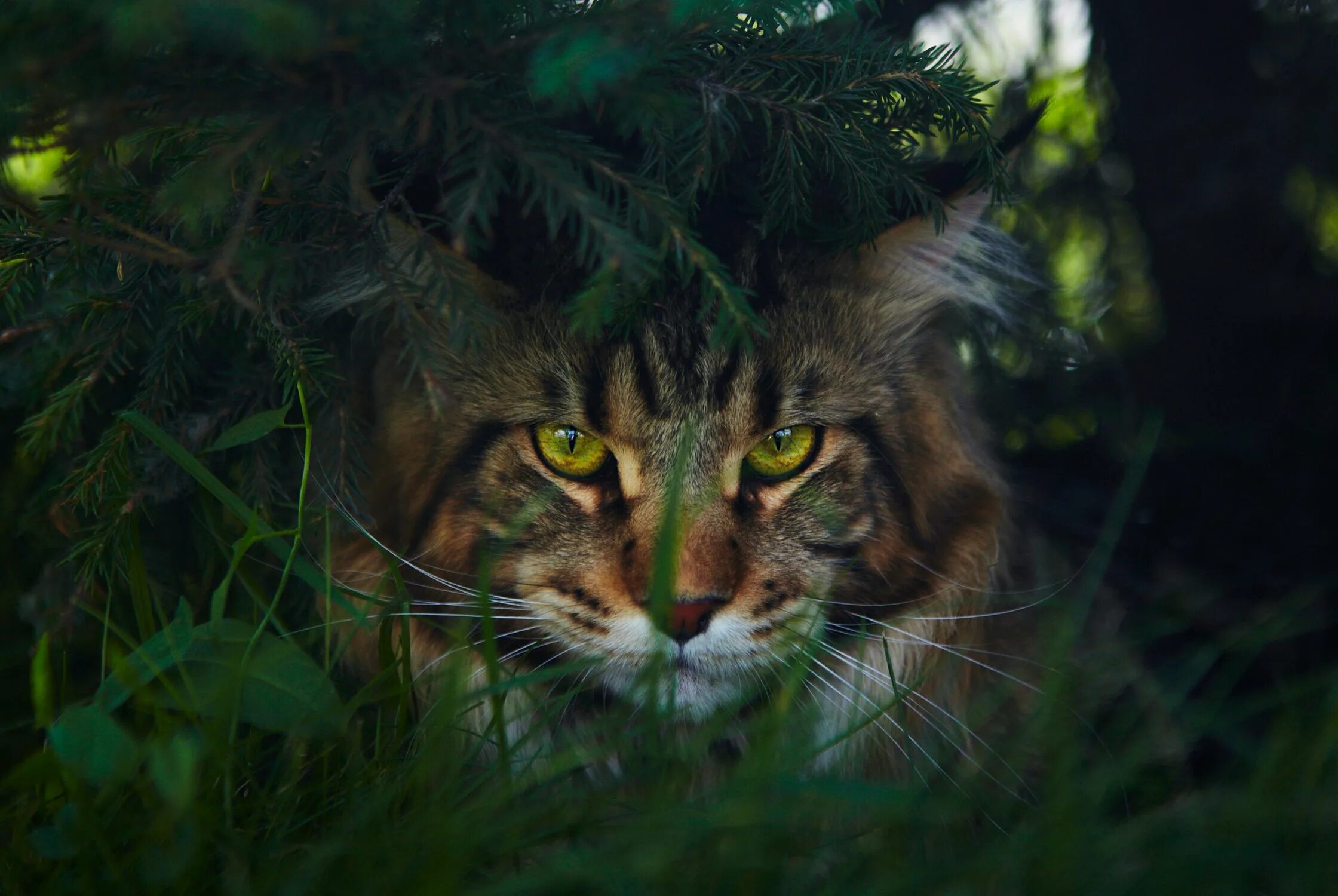 Мейн кун 54. Дикие кошки. Кошка в засаде. Дикая кошка в лесу.