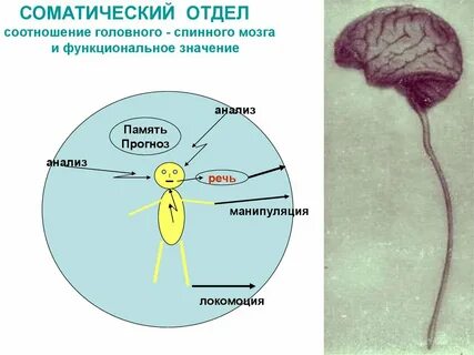 Соматические заболевания головного мозга