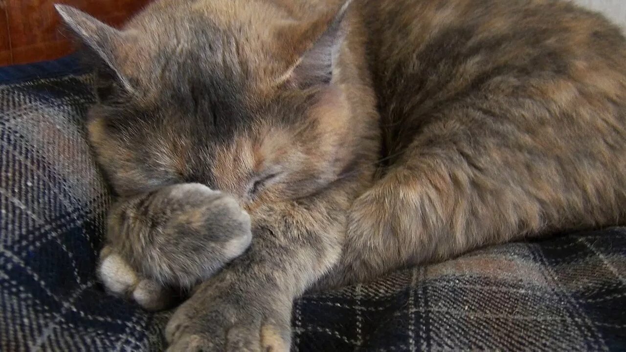 Кот прячет нос. Спящий кот клубочком. кошка закрывает лапой нос. котенок с клубочком.